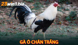 Gà ô chân trắng